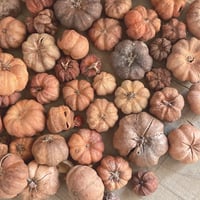 木の実 ミニパンプキン🎃 プッカポッド  約30g