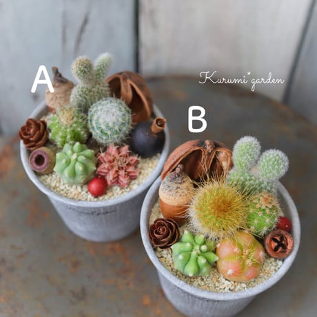サボテンと木の実のミニカップ 🌵💕