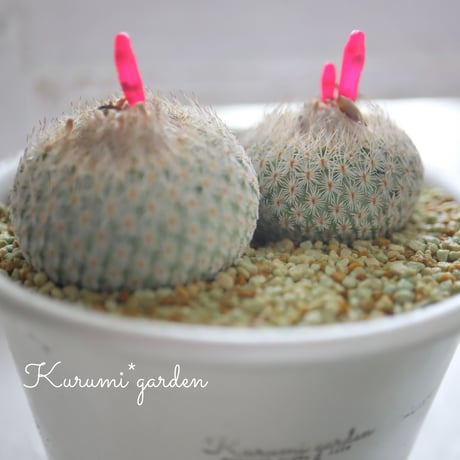 エピテランサ 月世界🌕 2個入り