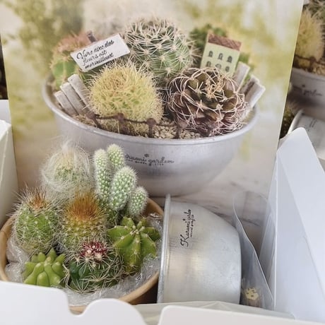 寄せ植えキット(サボテン ミニチュアガーデン キット🏡🌵)