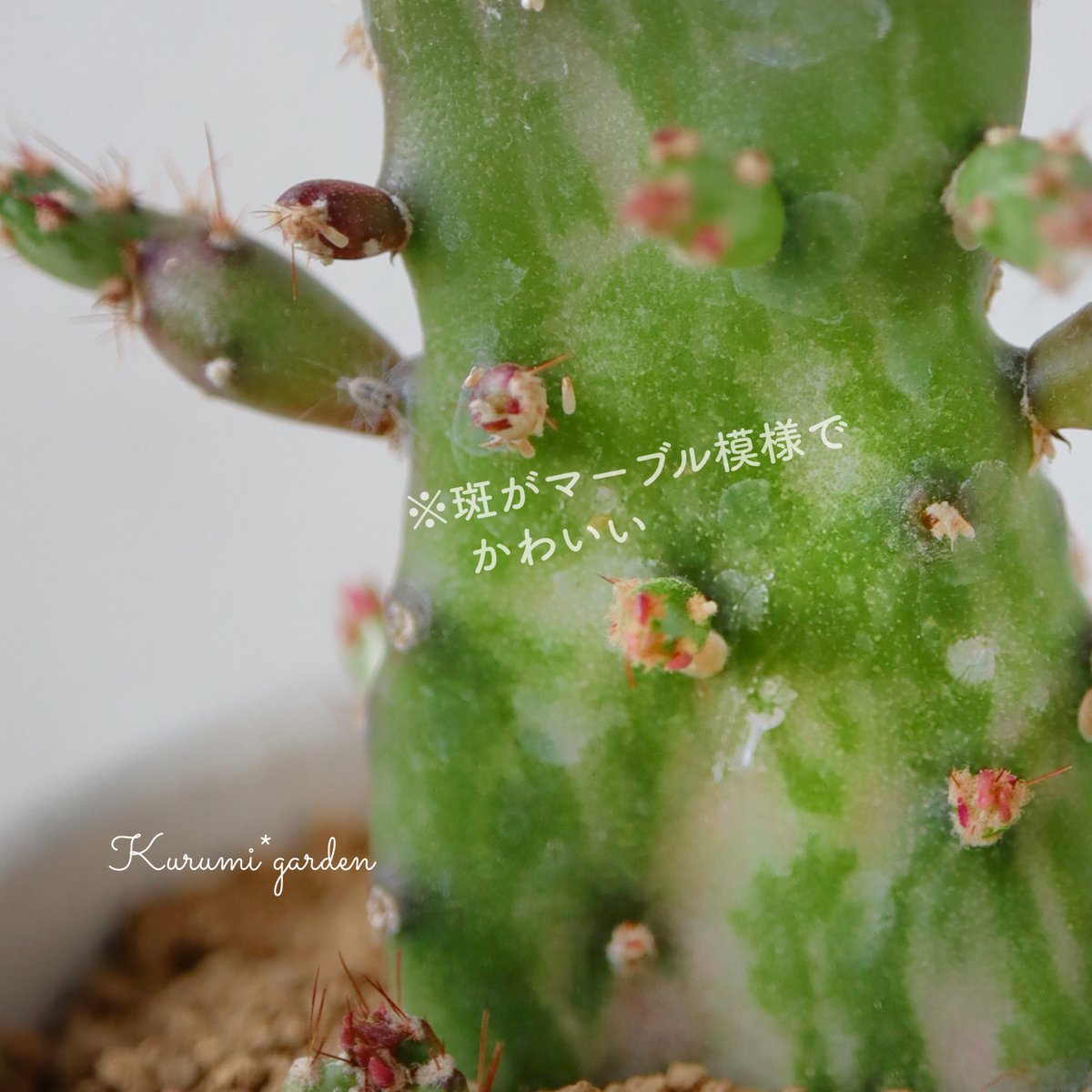 サボテン オプンチア💚初日の出 | kurumigarden's STORE