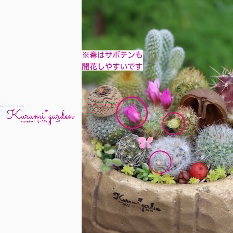 専用ページです！花サボテン カキコ2個♬ 専用ページです！花サボテン カキコ2個♬ 【公式通販】