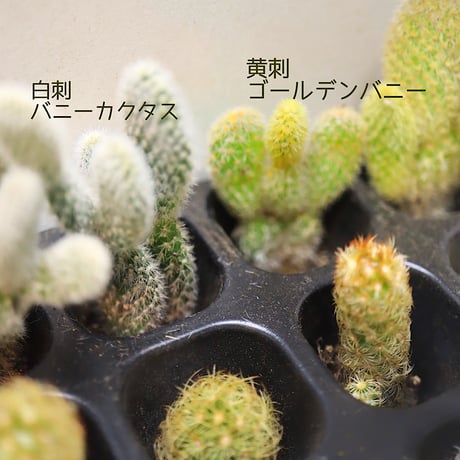 サボテンbabies  12コ