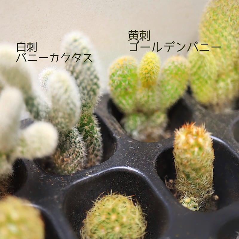 サボテンbabies 12コ | kurumigarden's STORE