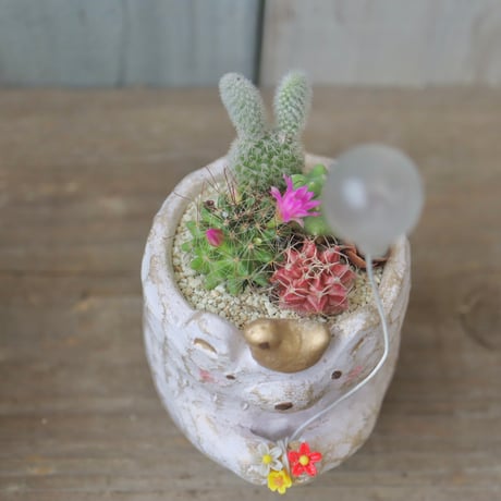 白くまサボテン 【🌸バルーン】