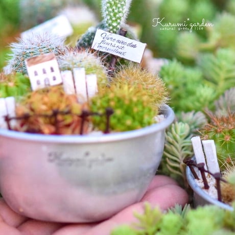 寄せ植えキット(サボテン ミニチュアガーデン キット🏡🌵)