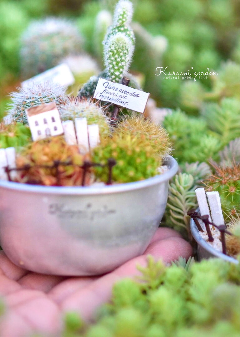 寄せ植えキット(サボテン ミニチュアガーデン キット