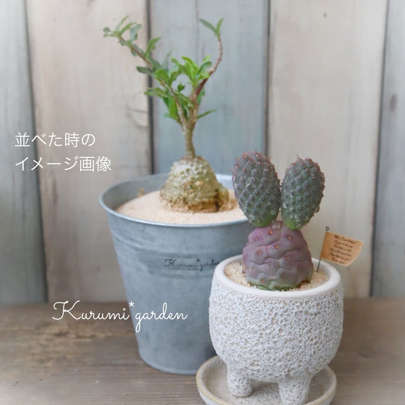 テフロカクタス ゲオメトリクス | kurumigarden's STORE