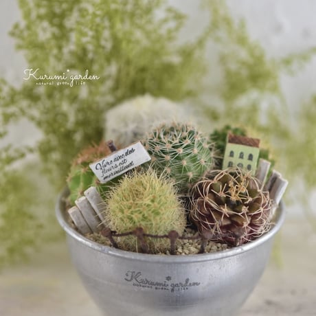 寄せ植えキット(サボテン ミニチュアガーデン キット🏡🌵)
