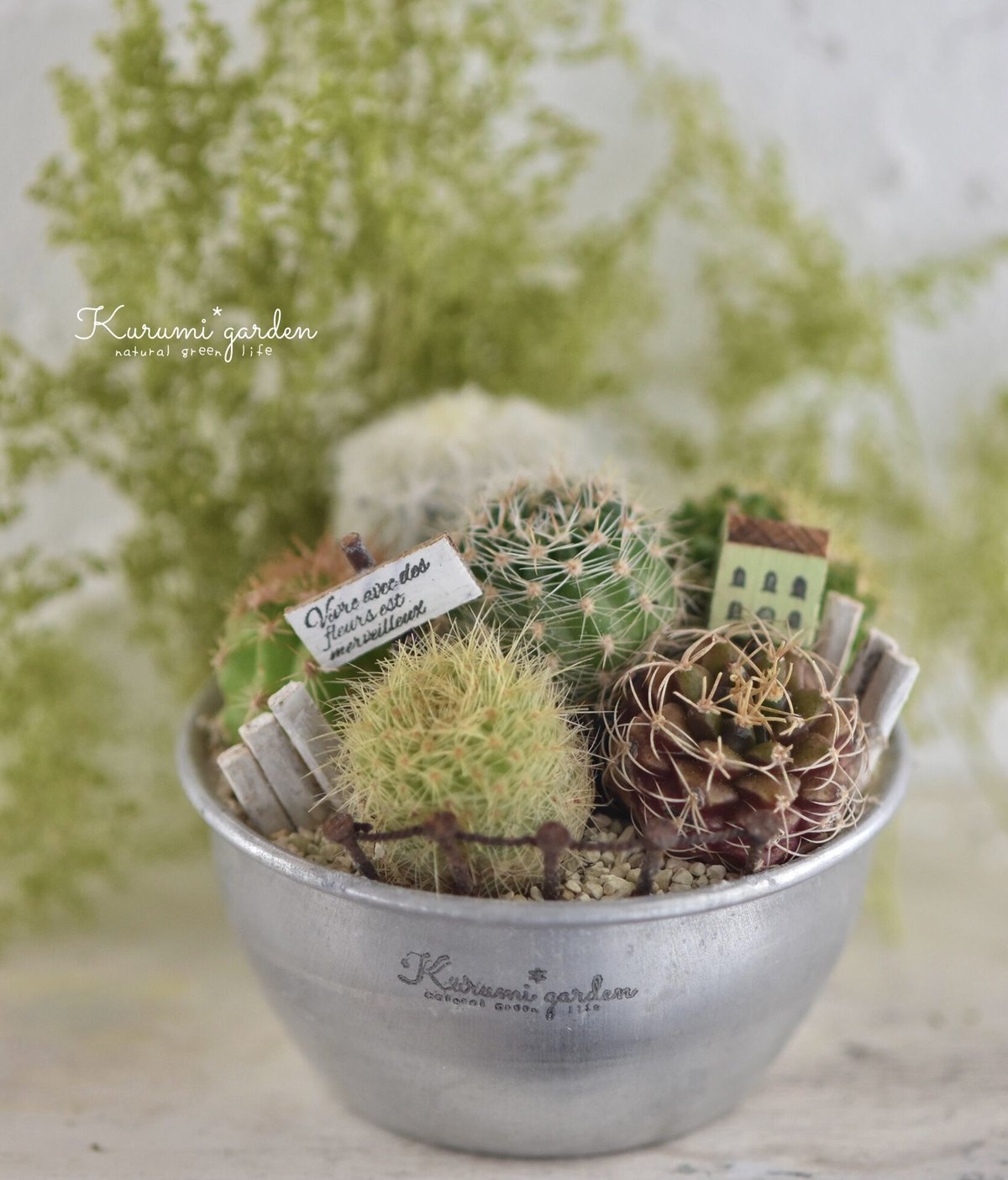 寄せ植えキット(サボテン ミニチュアガーデン キット 寄せ植えキット(サボテン ミニチュアガーデン キット