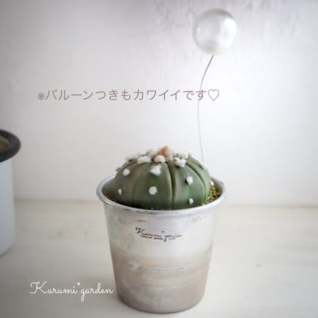 サボテン ルリ兜