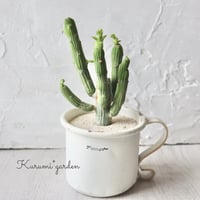 モナデニウム  エレンベッキー