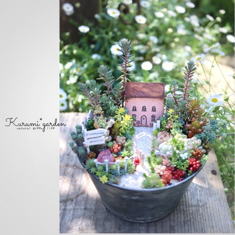 CATEGORY 多肉植物・サボテン• 植物 | kurumigarden's STORE CATEGORY 多肉植物・サボテン• 植物 | kurumigarden's STORE
