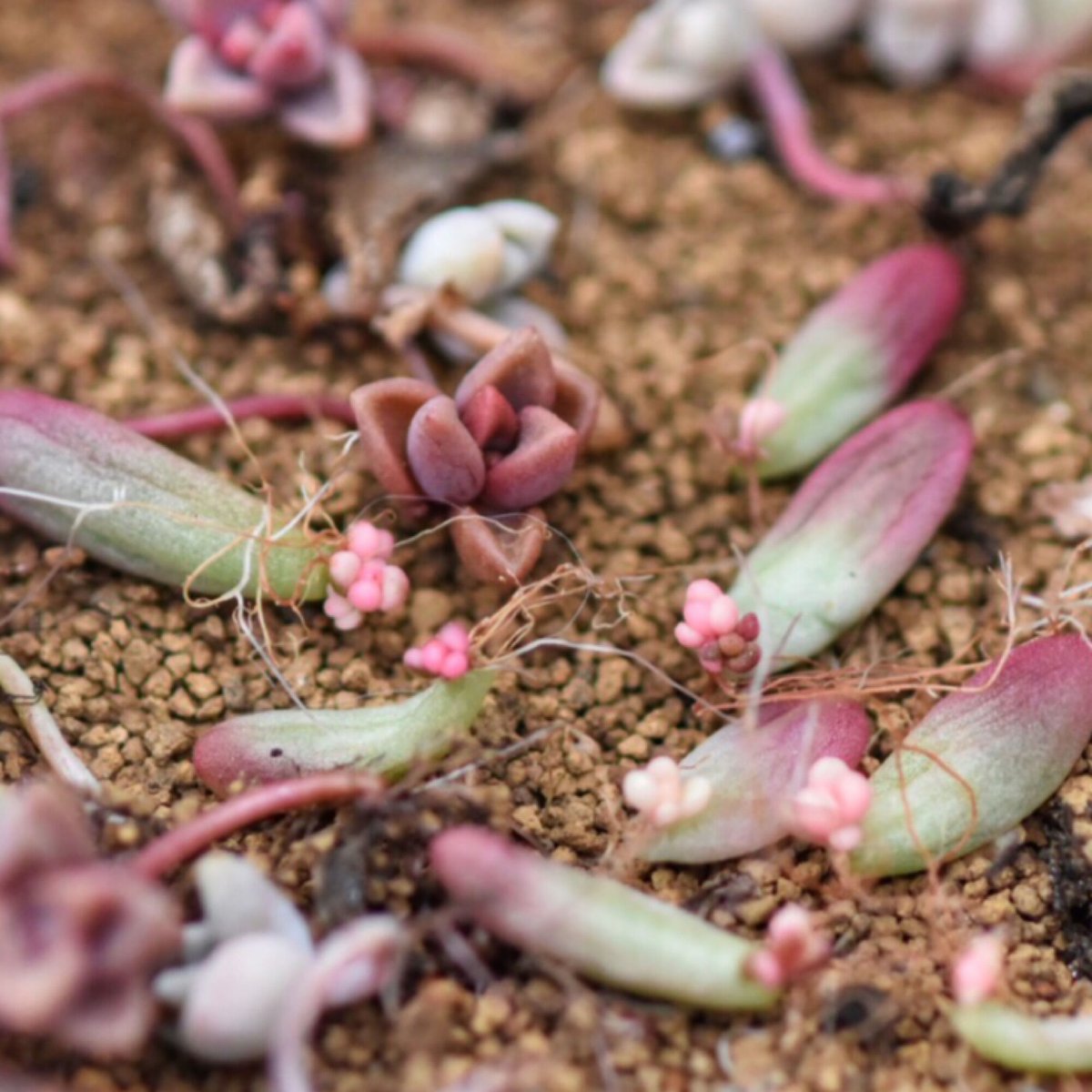 多肉植物　葉挿しセット ジップロック形式の葉挿しチャレンジ!｜🍀GreenSnap（グリーン