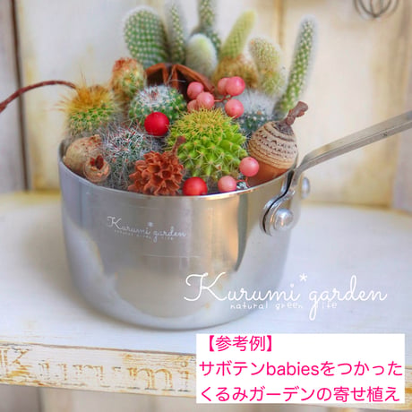 サボテンbabies  12コ