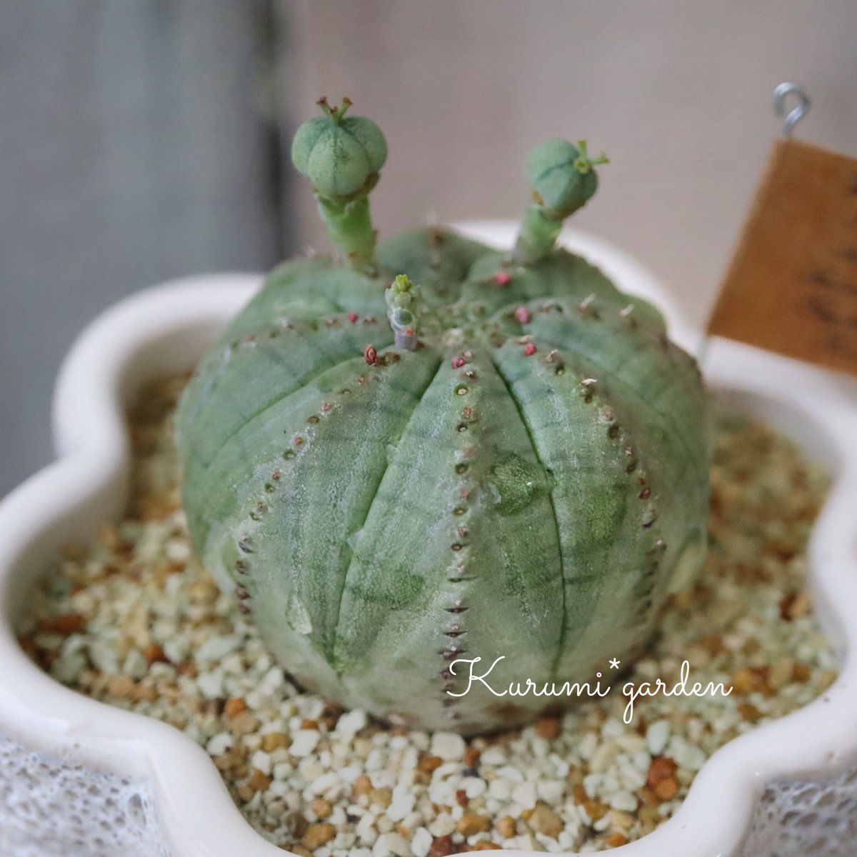 多肉植物 ユーフォルビア オベサ 仔吹群生 多肉植物 ユーフォルビア オベサ | kurumigarden's STORE