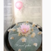 サボテン ロフォフォラ属 ウバ玉