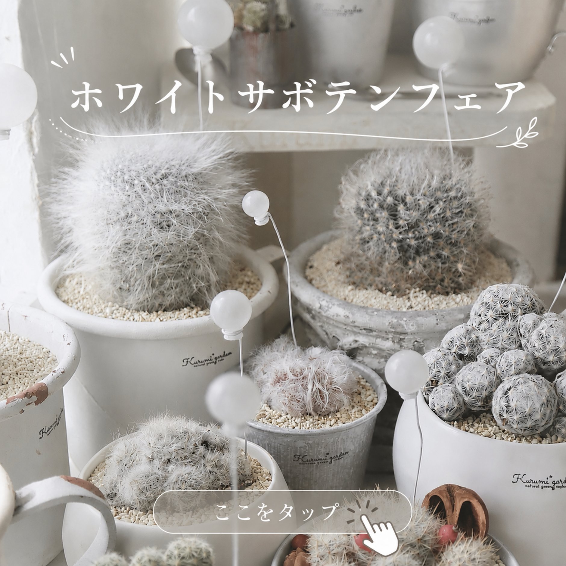 ミリタリー弾薬ケース鉢のオプンチア 古株フミフサ群生ブランチ