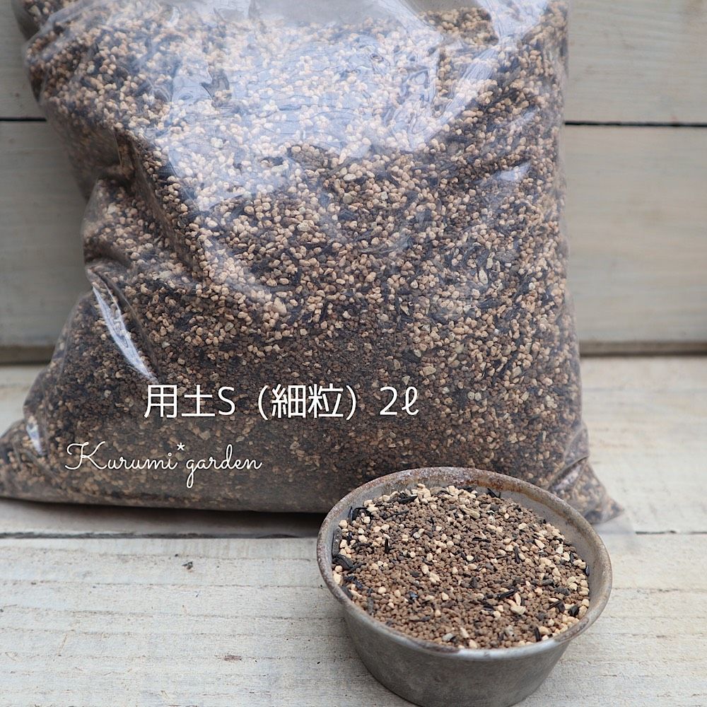 【レアソテツ】種子1粒　色々 Yahoo!オークション -「ソテツ 種」の落札相場・落札価格