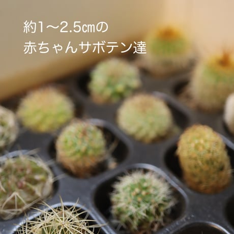 サボテンbabies  12コ