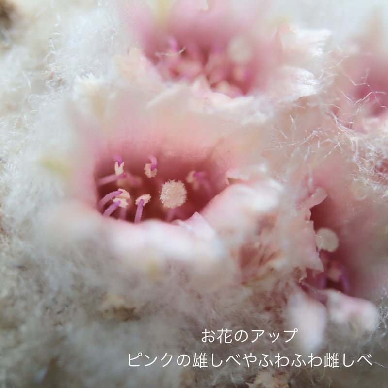 サボテン エピテランサ属 かぐや姫 | kurumigarden's STORE