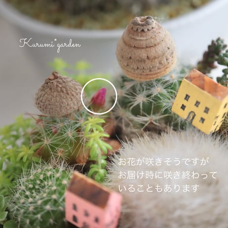 マグカップのサボテンタウン🌸🩷