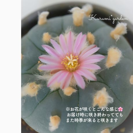 サボテン ロフォフォラ属 ウバ玉