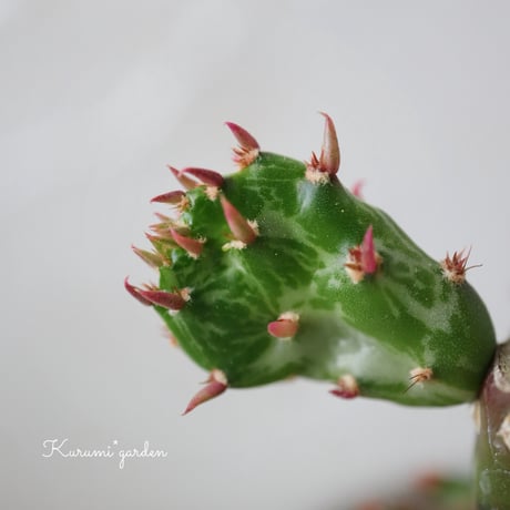 サボテン オプンチア💚初日の出