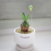 🌼黄色のバルーン付き峨眉山🍍