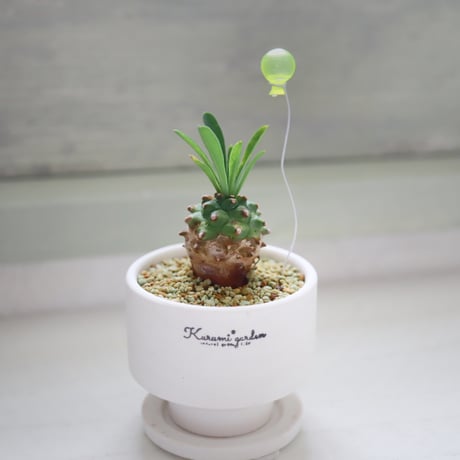 🌼黄色のバルーン付き峨眉山🍍