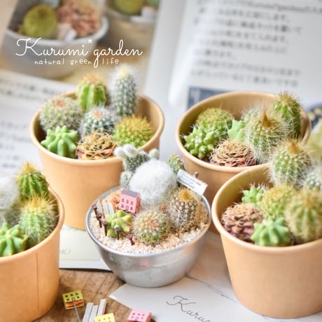 寄せ植えキット(サボテン ミニチュアガーデン キット🏡🌵)