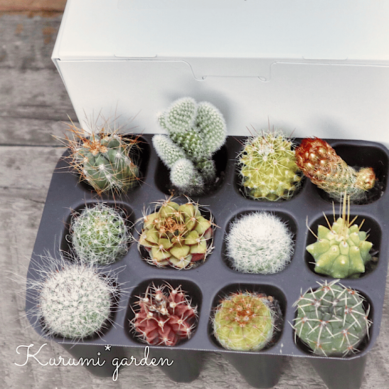 サボテンbabies 12コ | kurumigarden's STORE