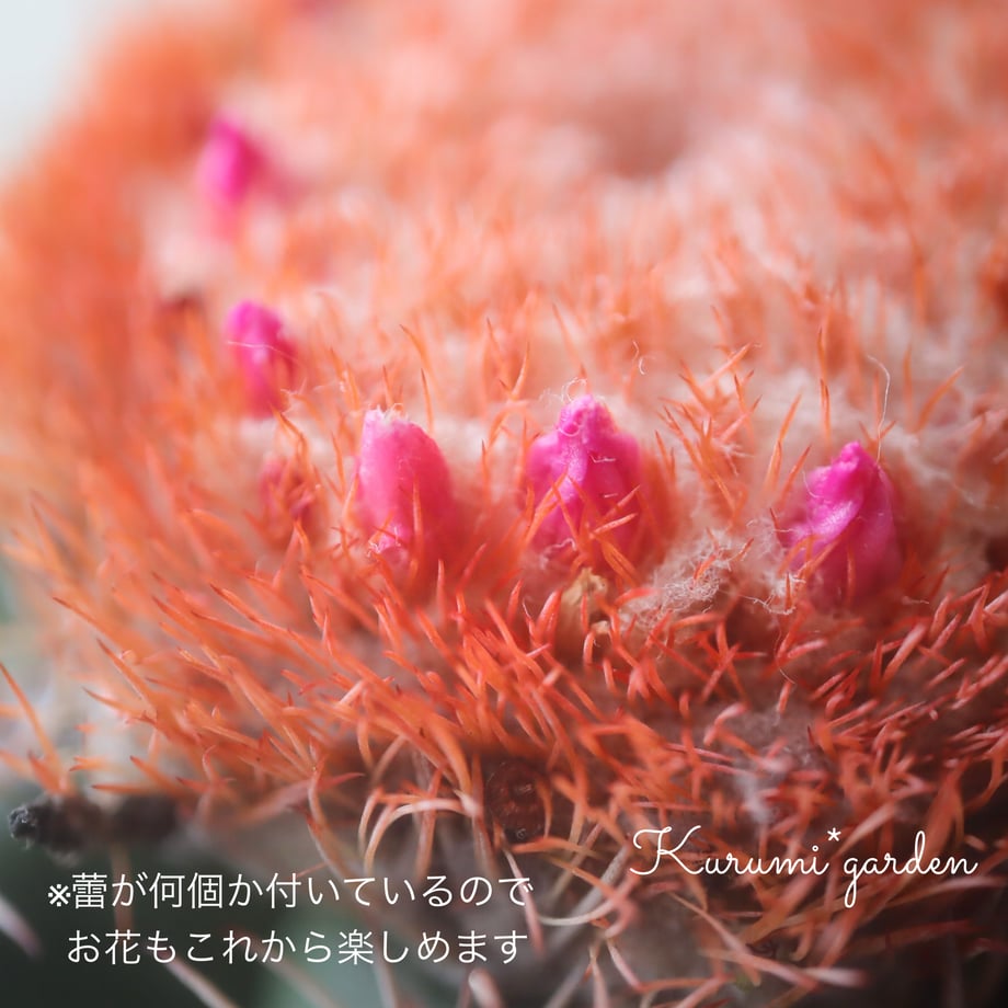 662a6cf1edfc4e1952b1f016