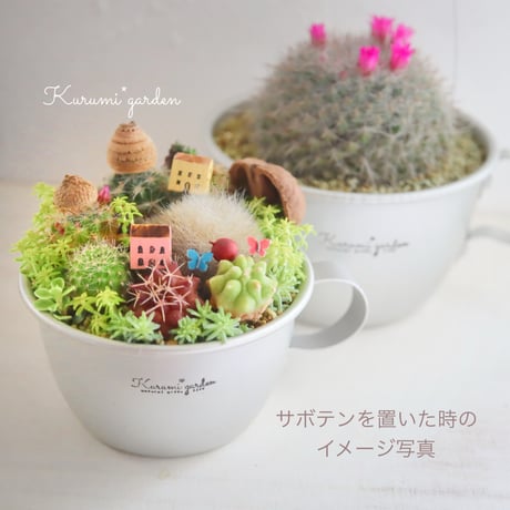 マグカップのサボテンタウン🌸🩷