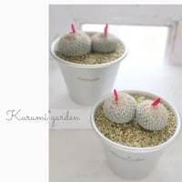 エピテランサ 月世界🌕 2個入り