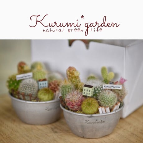 寄せ植えキット(サボテン ミニチュアガーデン キット🏡🌵)