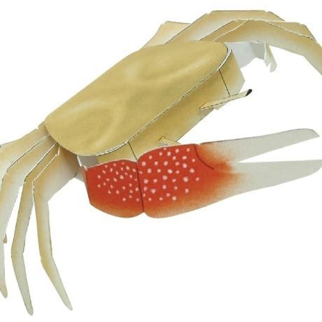 沖縄の希少生物