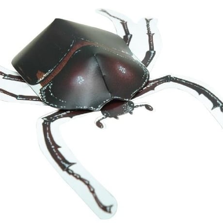 沖縄の希少生物