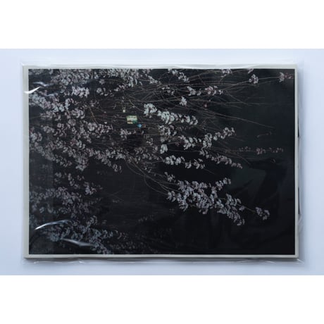 「さくら」ZINE / "cherry blossoms" ZINE