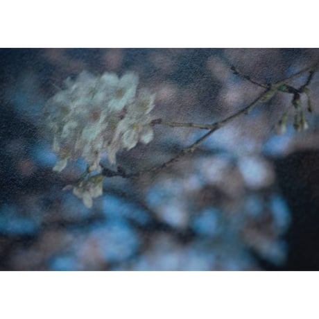 「さくら」ZINE / "cherry blossoms" ZINE