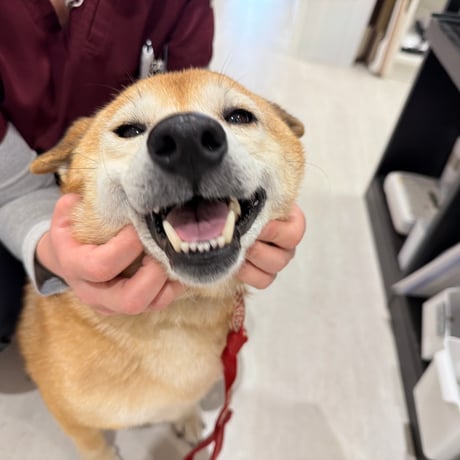 よつばちゃん