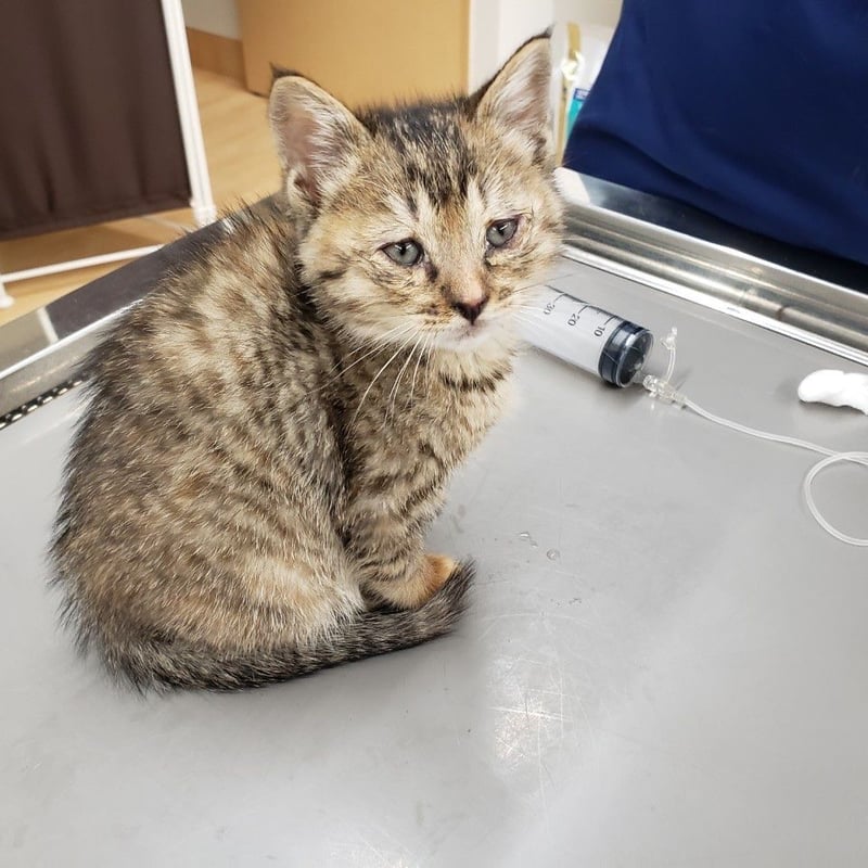 保護猫】応援 | どうぶつシェルター ティアハイムさいたま