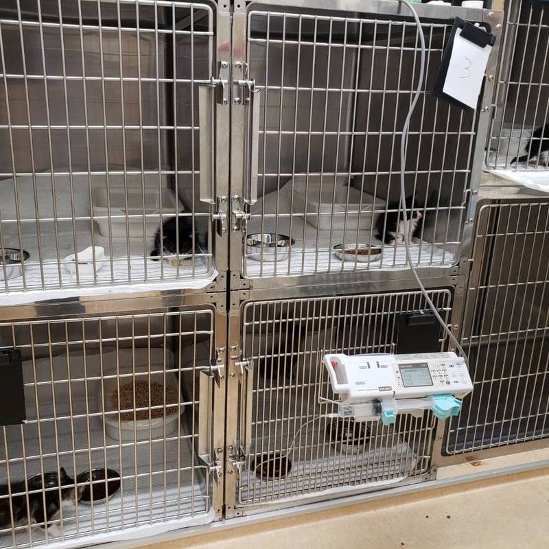 保護猫】応援 | どうぶつシェルター ティアハイムさいたま