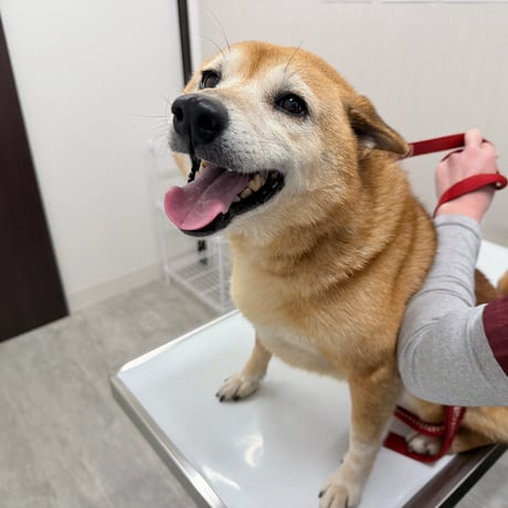 よつばちゃん