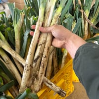 薬味用細葱　5キロ　SALE
