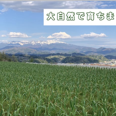 5月末から　春のスペシャリテ　スナップエンドウ500g-1kg