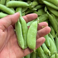 スナップエンドウ　アウトレット1キロ