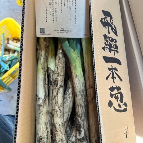 12月から　伝統野菜飛騨一本太葱 5キロ