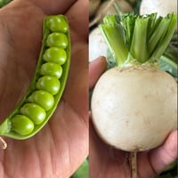 カブとスナップ同梱ページ