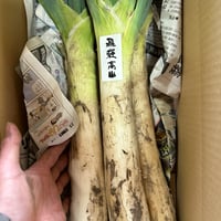 プレミアム飛騨一本葱　5本入り